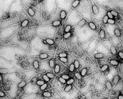 Bacteriophage de staphylocoque doré (Wikipédia)