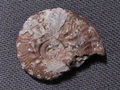 AmmoniteV_.jpg