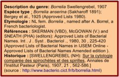 Borrelia Description espèce
